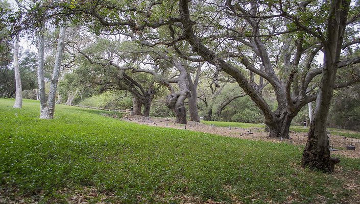 The-Park-Calabasas-Park-110